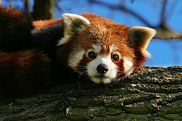 Red Panda