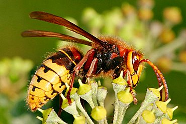 hornet (Vespa crabro)