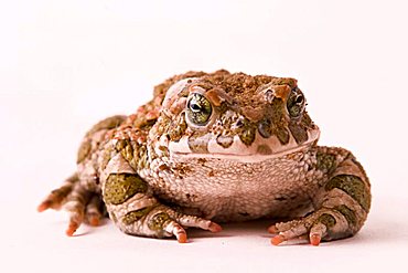 toad (Bufo viridis)