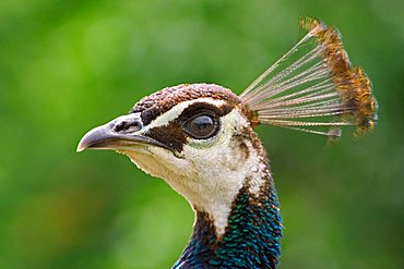 Pavo cristatus