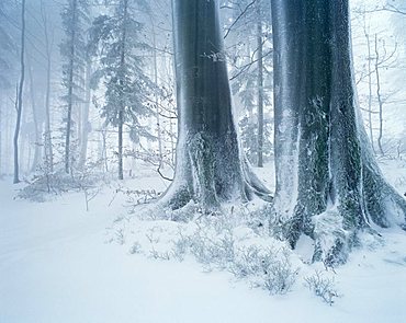 Forest in winter with frost, fog and snow, Battertfelsen, Baden-Baden, Black Forest, Baden-Wuerttemberg, Germany, Europe