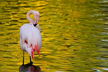 Flamingo (Phoenicopteridae) grooming its feathers, in captivity