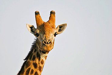 Giraffe (Giraffa camelopardalis) Chobe National Park, Botswana, Africa