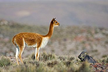 Vicuna (Vicugna vicugna), national park Lauca, Chile, South America