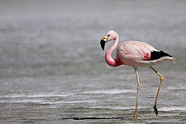 Flamingo (Phoenicoparrus), Altiplano, Bolivia, South America