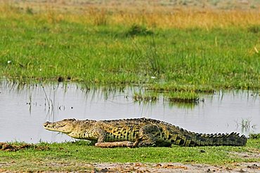 Nile crocodile (Crocodylus niloticus), Moremi Nationalpark, Moremi Wildlife Reserve, Okavango Delta, Botswana, Africa