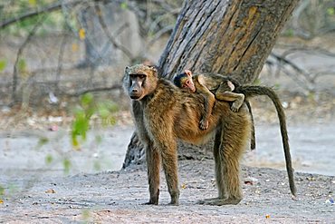 Yellow Baboon (Papio cynocephalus) mother with baby on her back, Moremi Nationalpark, Moremi Wildlife Reserve, Okavango Delta, Botswana, Africa