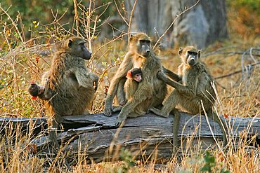 Yellow Baboons (Papio cynocephalus) with babys sitting on a trunk, Moremi Nationalpark, Moremi Wildlife Reserve, Okavango Delta, Botswana, Africa