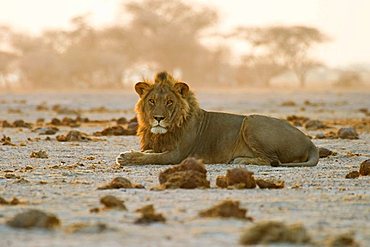 Male lion (Panthera leo) is lying between elephant muck, Nxai Pan, Makgadikgadi Pans National Park, Botswana, Africa