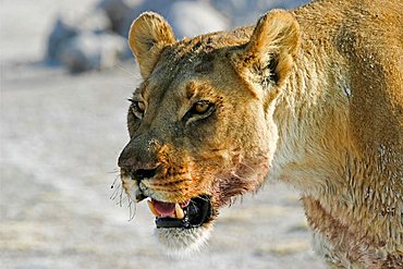 Lioness (Panthera leo), Nxai Pan, Makgadikgadi Pans National Park, Botswana, Africa