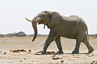 African Elephant (Loxodonta africana) Nxai Pan, Makgadikgadi Pans National Park, Botswana, Africa