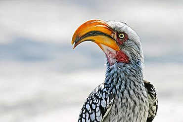 Yellow-billed Hornbill (Tockus flavirostris), Central Kalahari, Botswana, Africa