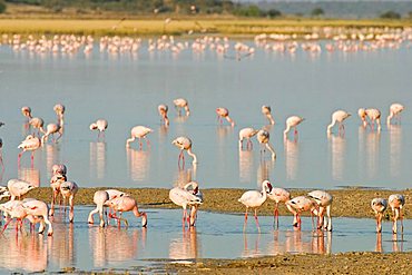 Lesser Flamingos (Phoenicopterus minor) at a lagoon, Etosha National Park, Namibia, Africa