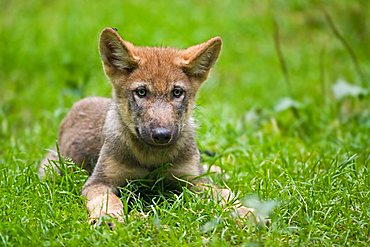 European wolf (Canis lupus lupus) with pup, puppy