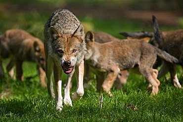 European wolf (Canis lupus lupus) with pup, puppy