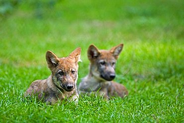 European wolf (Canis lupus lupus) with pup, puppy