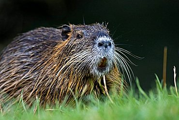 Nutria, Coypu - (Myocastor coypus)