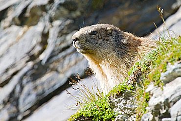 Alpine marmot (Marmota marmota), Franz Josefs Hoehe, Hohe Tauern National Park, Austria, Europe