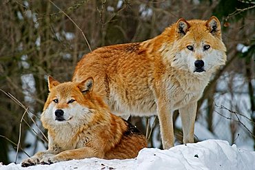 European wolfs (Canis lupus lupus) in winter