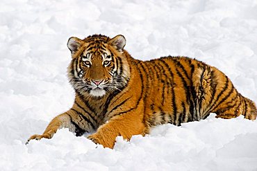 Young Sibirian Tiger (Panthera tigris altaica) in snow