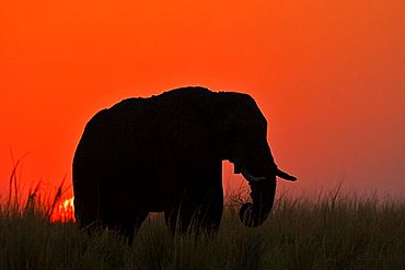 African elephant (Loxodonta africana) sunset. Chobe National Park, Botswana, Africa