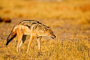 Black-backed Jackal (Canis mesomelas), Nxai Pan, Makgadikgadi Pan National Park, Botswana, Africa