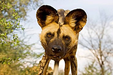 african wilddog (Lycaon pictus), Namibia, Africa