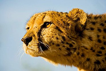 cheetah (Acinonyx jubatus) Namibia, Africa