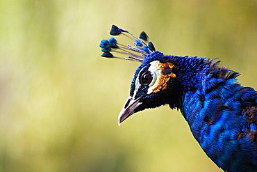 peacock (Pavo cristatus), Indian peacock