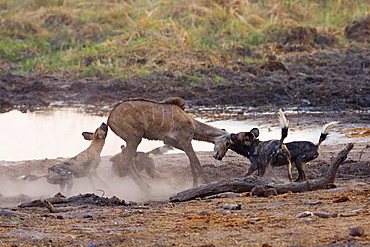 African wilddogs - Lycaon pictus - are hunting a carless young kudu. 
 Linyanti, Chobe National Park, Botswana, Africa