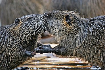 nutria pair in love (Myocastoridae)