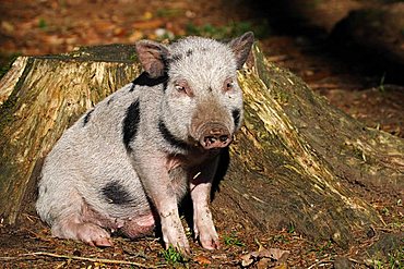 joung pot-bellied pig