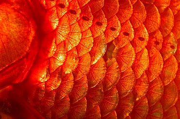 Goldfish, scales, close up, Carassius auratus, captive