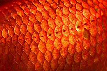 Goldfish, scales, close up, Carassius auratus, captive