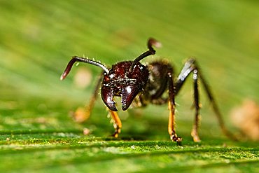 Bullet Ant (Paraponera clavata) in lowland rainforest, Braulio Carrillo National Park, Costa Rica, Central America