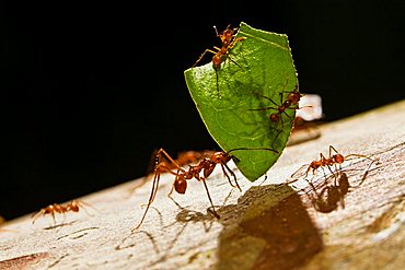 Leafcutter Ant (Atta cephalotes) carrying a piece of a leaf and smaller ants defending against Phorid flies, rainforest, Costa Rica, Central America