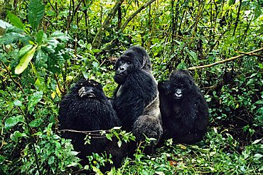 Mountaingorillas (Gorilla beringei), Virunga National Park, Zaire, Africa