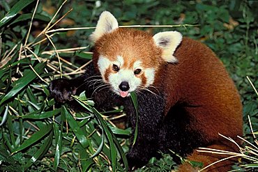 Red Panda (Ailurus fulgens) feeding on bamboo, China, Asia