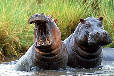 Hippos (Hippopotamus amphibius), Tanzania, East Africa