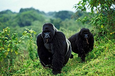 Mountain gorillas (Gorilla beringei), foraging, Virunga Nationalpark, Zaire