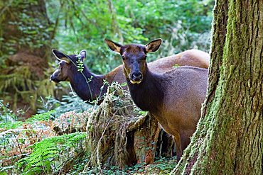 Elks (Cervus elaphus rooseveltii), Hoh Rainforest, Olympic National Park, Washington, USA