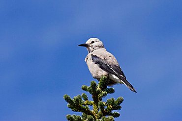 Clark's Nutcracker (Nucifraga columbiana), Mt. Rainier Nationalpark, Washington, USA