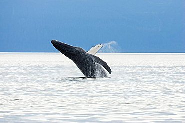 Humpback Whale breaching (Megaptera novaeangliae), Baleen Whales, Alaska's Inside Passage, Alaska, USA