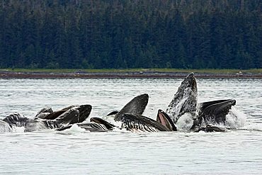 Humpack Whales bubble net feeding (Megaptera novaeangliae), Baleen Whales, Inside Passage, Alaska, USA