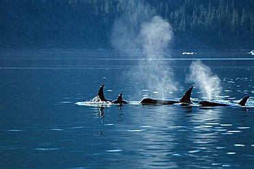 Orcas blowing (Orcinus orca), Inside Passage, Alaska, USA