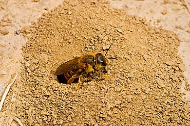 Sand Bee (Andrena) flying out of the hive, Peloponnese, Greece, Europe