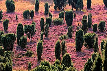 Lueneburger Heide, Lueneburg Heath, Lower Saxony, Germany, Europe