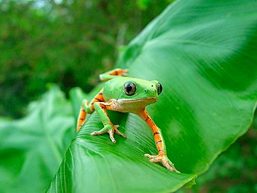 green monkey tree frog (Phyllomedusa hypochondrialis azurea) crawling on banana a leaf, Gran Chaco, Paraguay