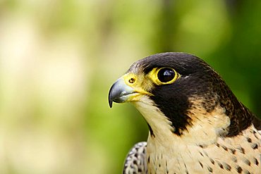 portrait of a Peregrine Falcon (Falco peregrinus)