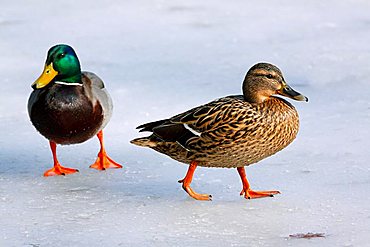 Mallard or Wild Duck (Anas platyrhynchos), drake and hen standing on ice in winter